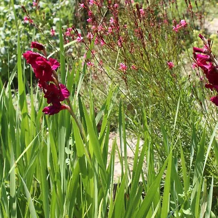 Bed & Breakfast Au Coeur De D'hotes